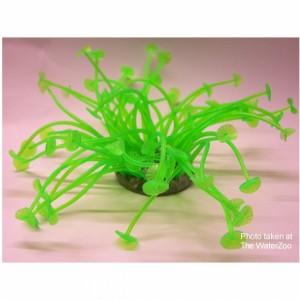 Azoo Neon Coral Green